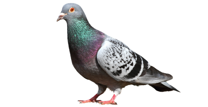 Learn all about pigeons with the Omlet ultimate bird guide and bird breeds information