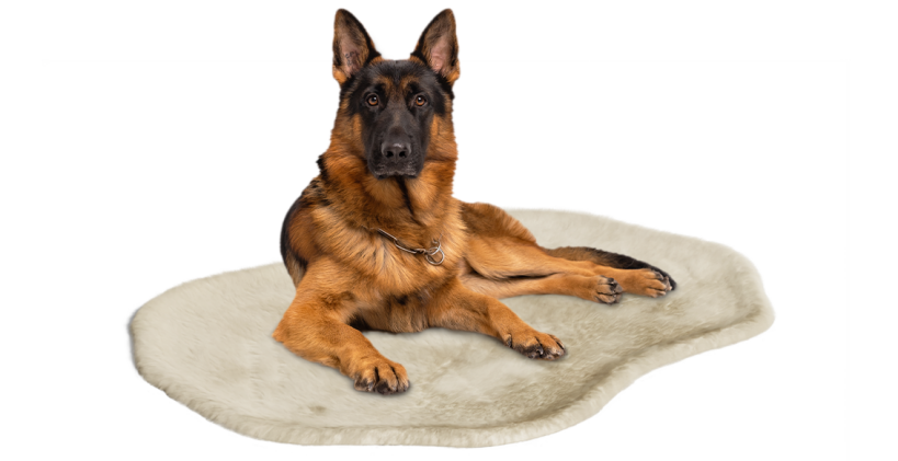 Large dog resting in omlet dog blanket