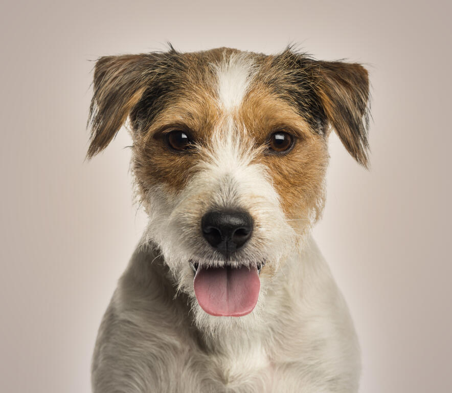 Parson Russell Terrier Dogs