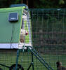 side view of a white chicken coming out of the eglu go up chicken coop using the automatic door opener