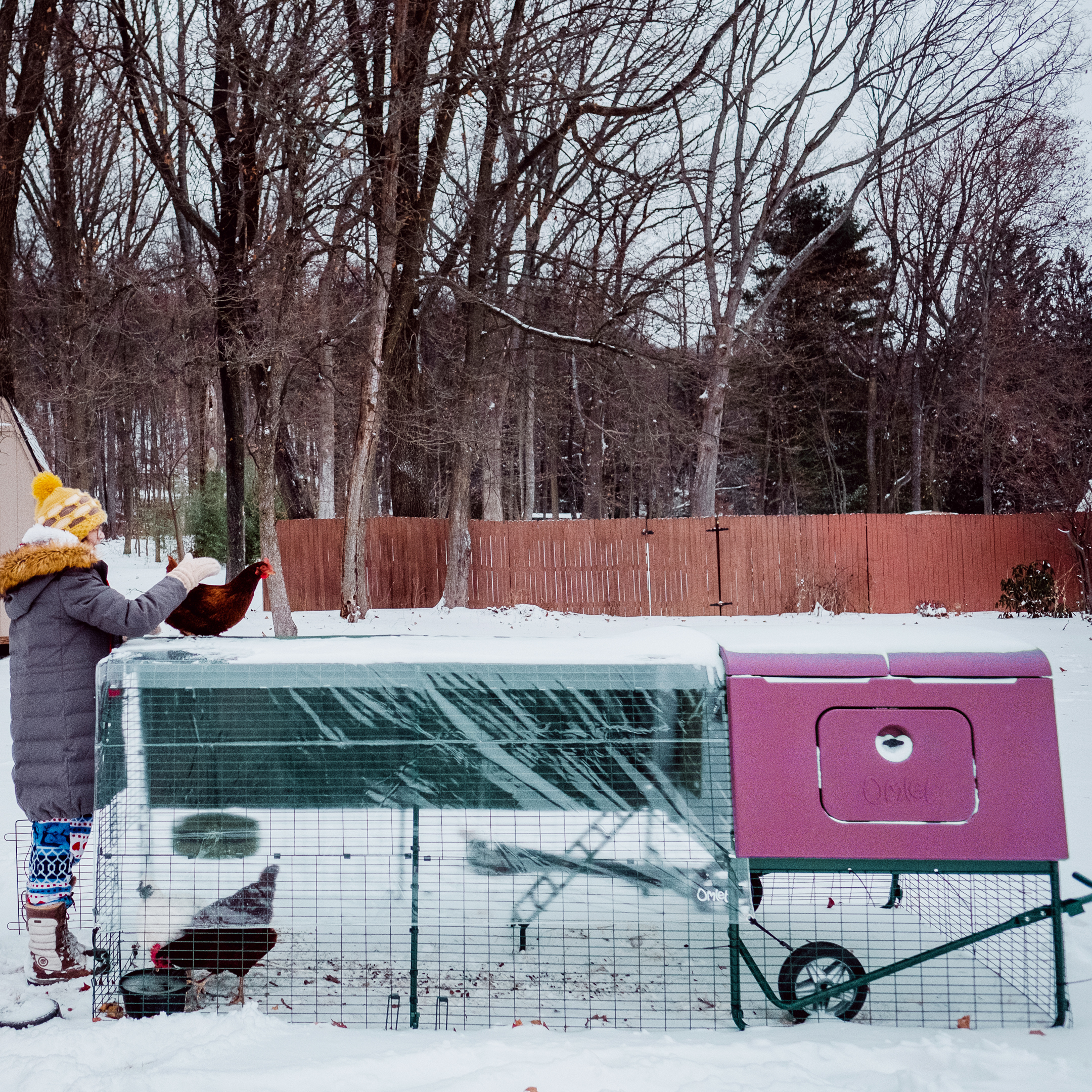 Eglu cube large chicken coop with chicken keeper in the snow