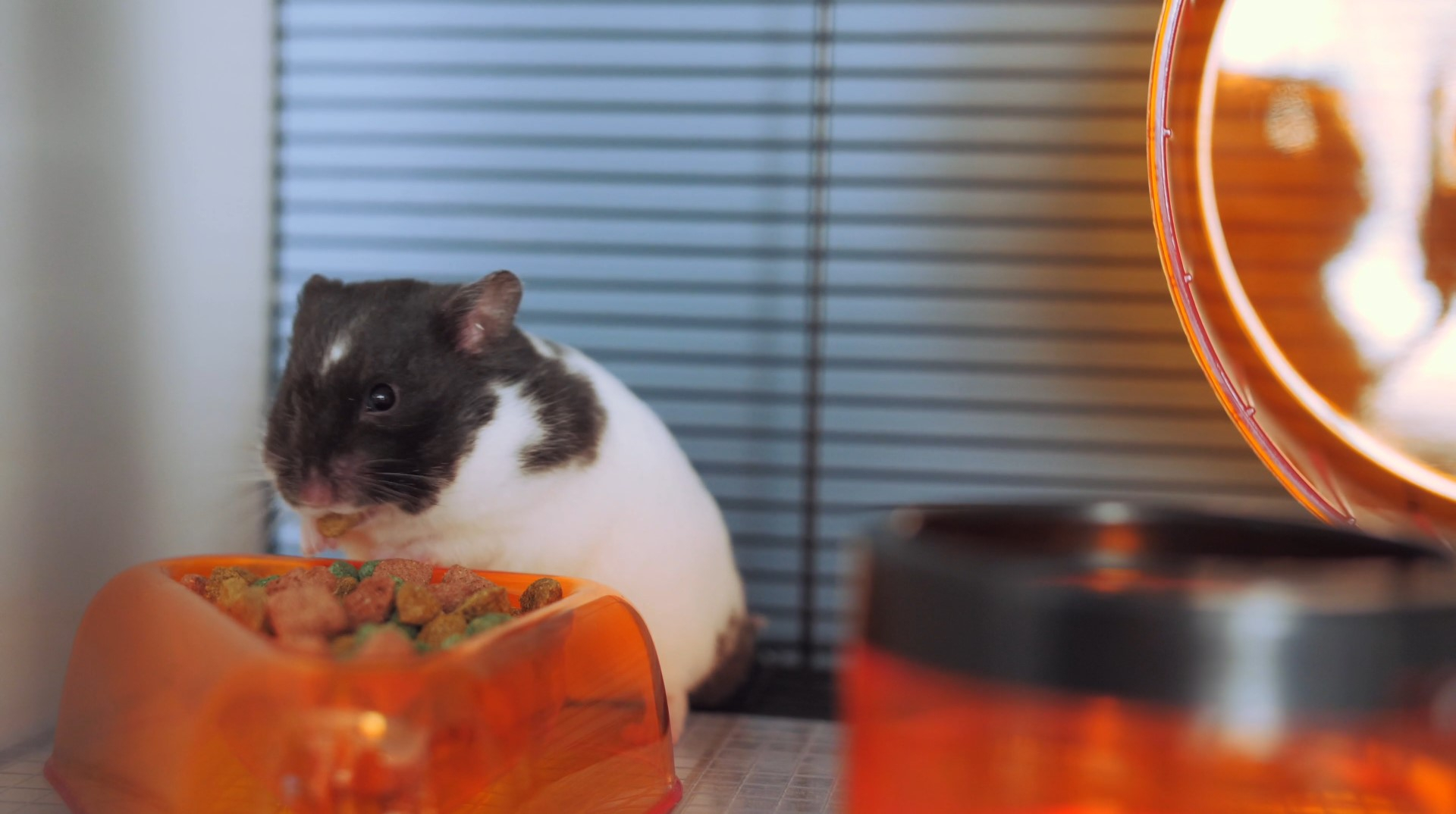 Hamster eating food inside their hamster cage.