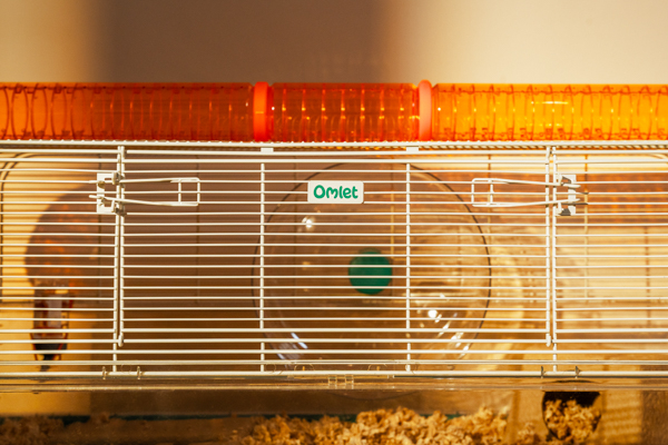 Close up of large Omlet Hamster Habitat with hamster wheel and tunnel accessories.