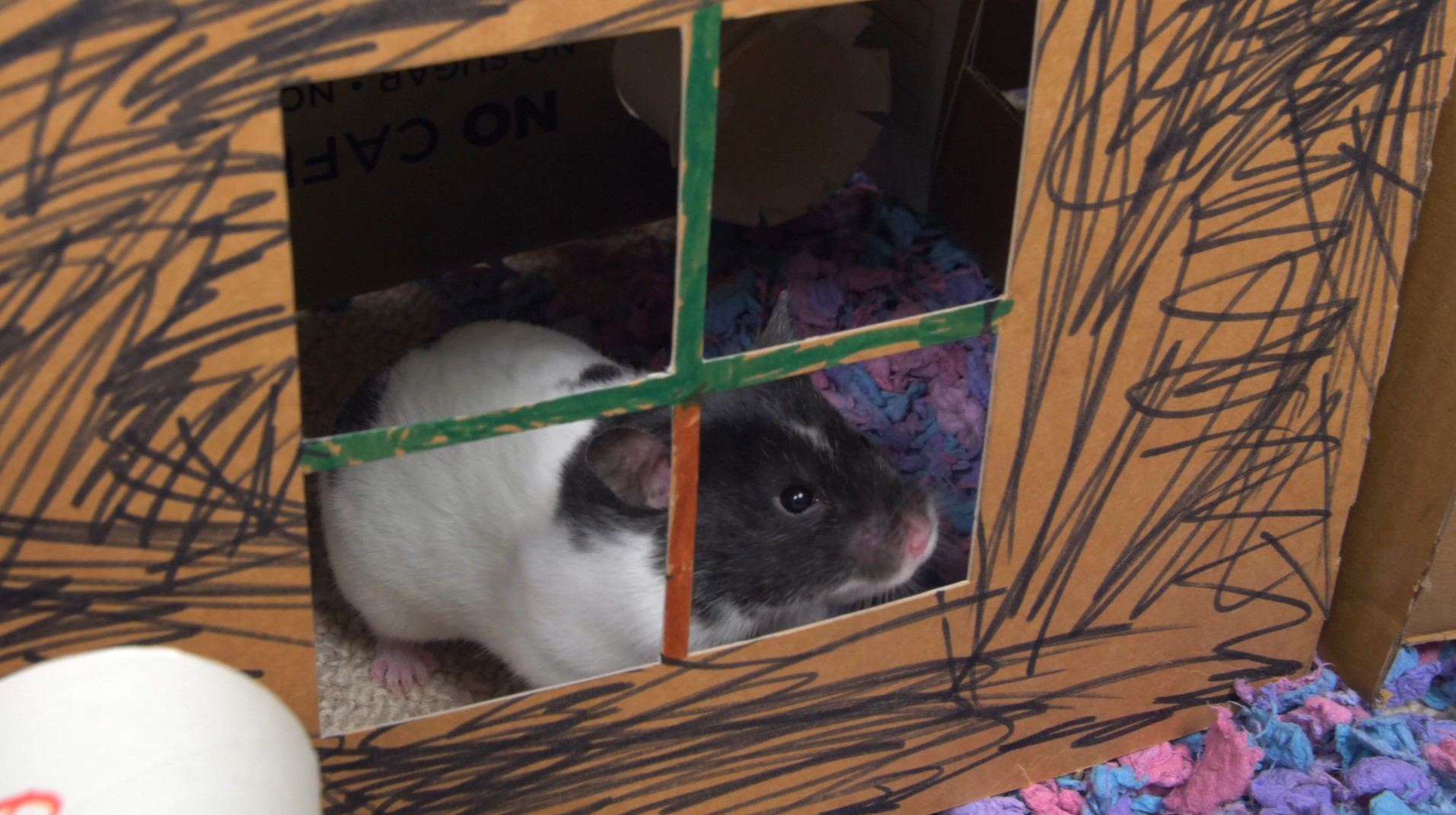 Hamster inside homemade cardboard hamster hideout