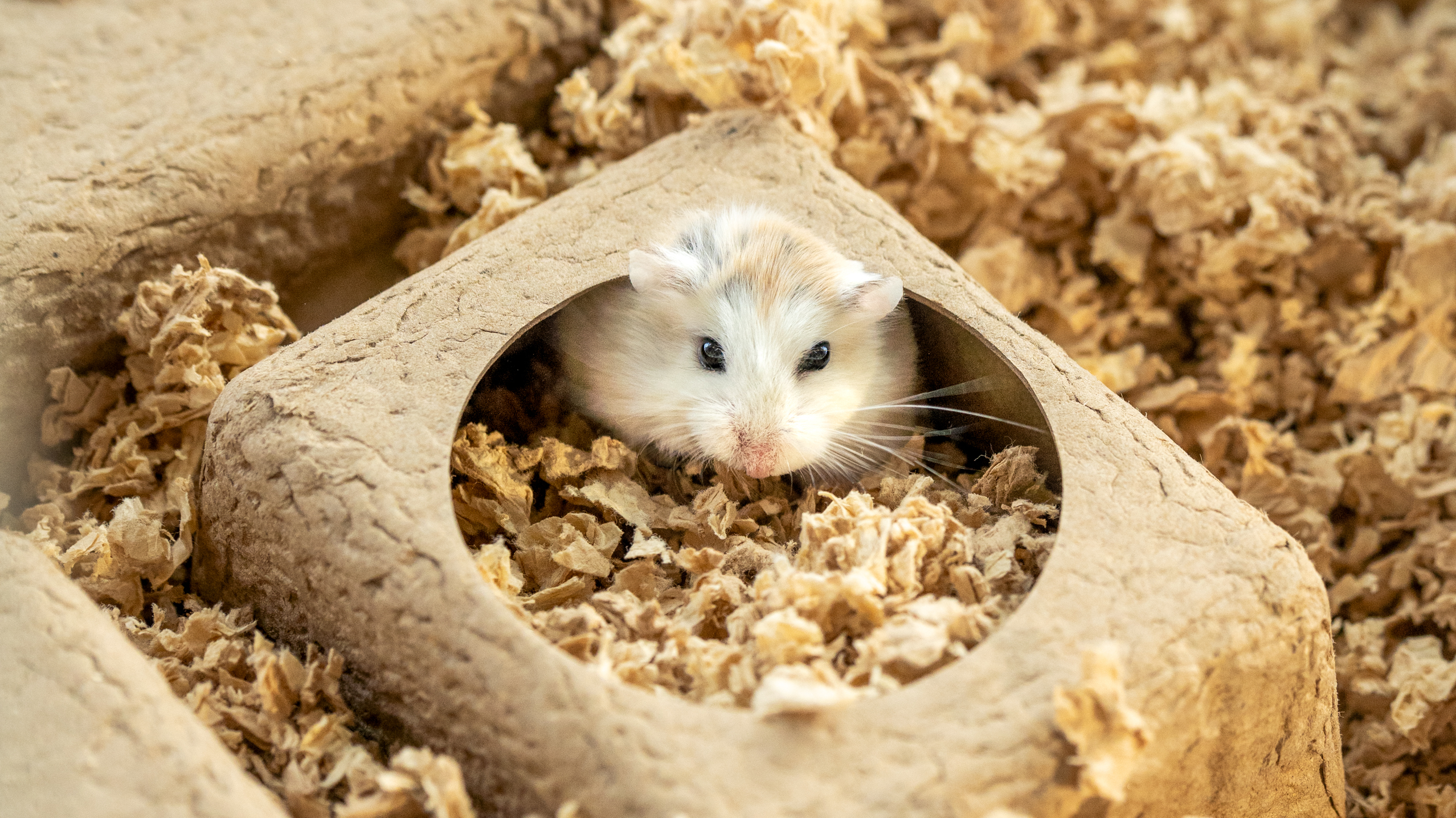 Close up of dwarf hamster inside hamster hide in the Omlet Hamster Habitat