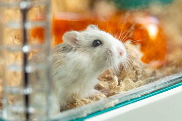 Close up of dwarf hamster inside Hamster Habitat