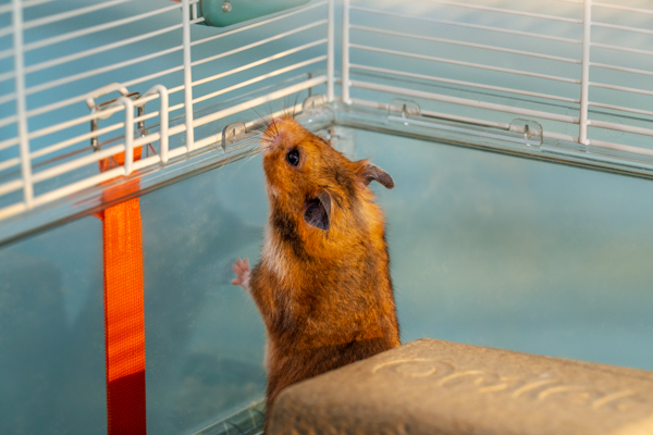 Close up of syrian hamster stood looking out of their hamster cage