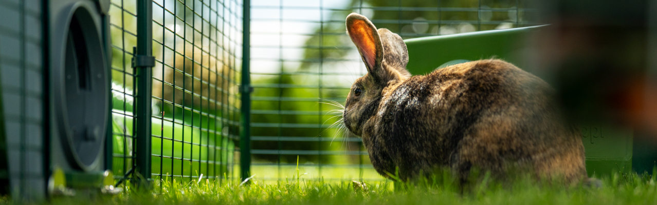 Rabbit hutches, runs and other products designed by Omlet