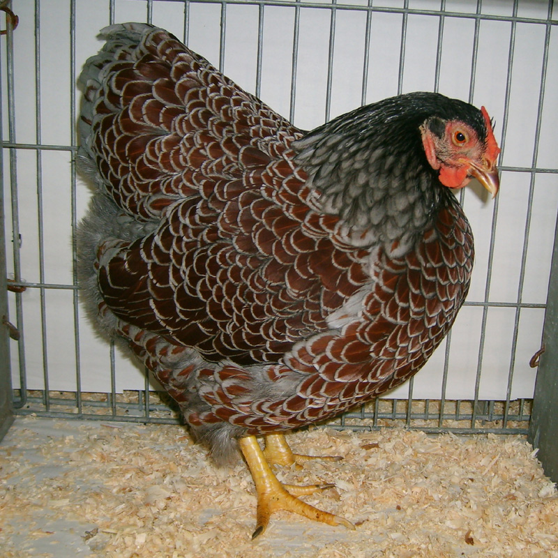 Wyandotte For Sale | Chickens | Breed Information | Omlet