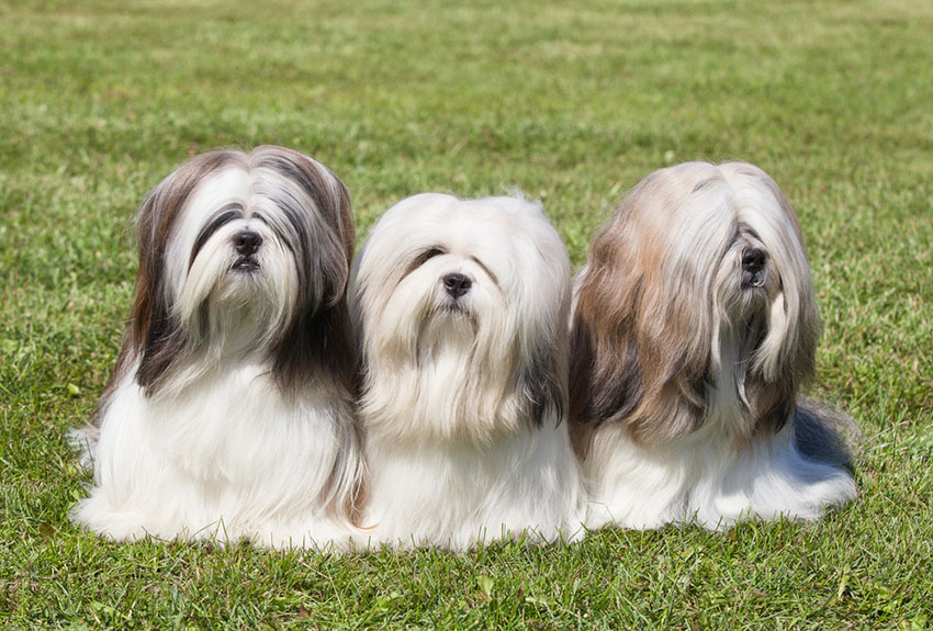 small long haired dogs