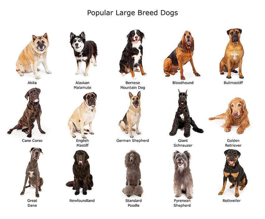 dog breeds big dogs