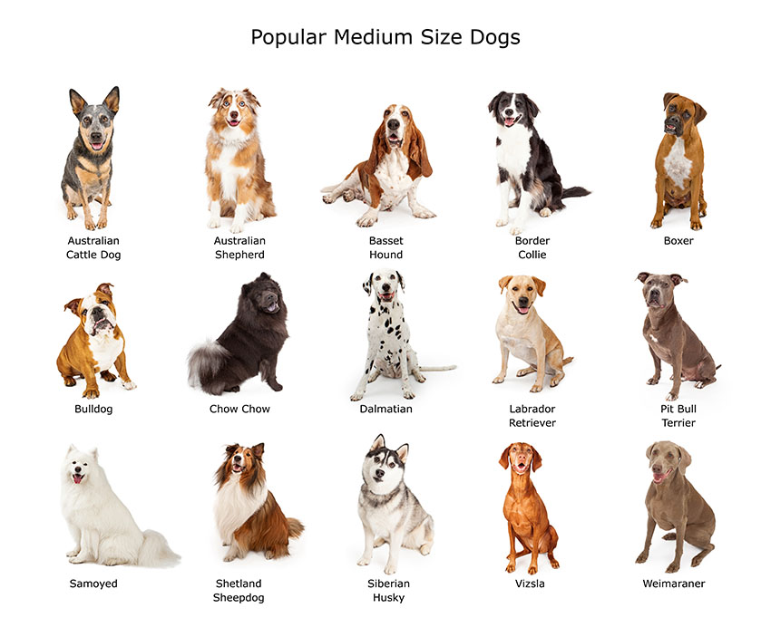 medium sized dog breeds