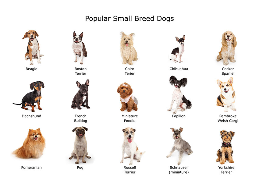 different types of miniature dogs