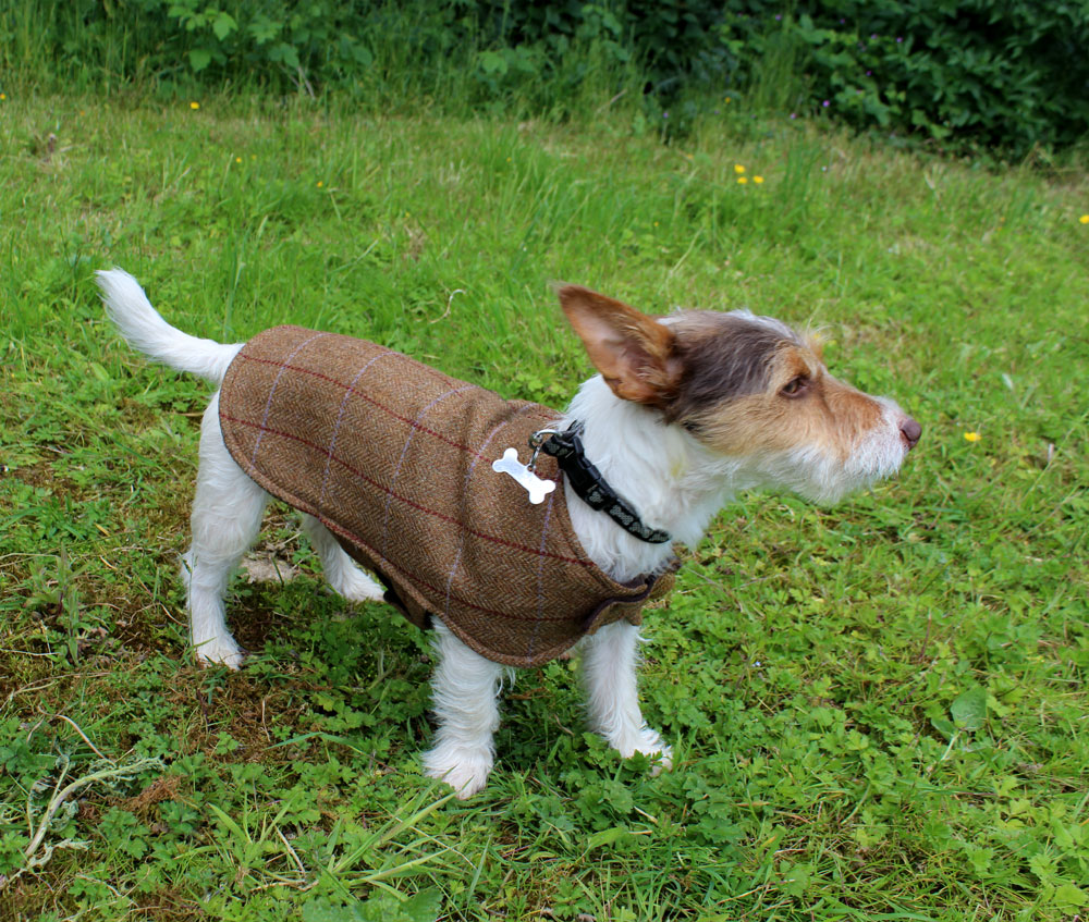 Tweed sale dog jacket