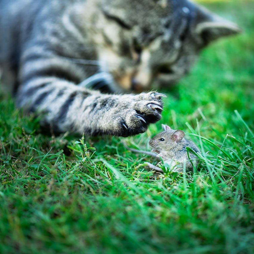 cat catching mouse