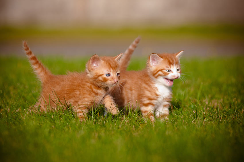 cute kittens playing together