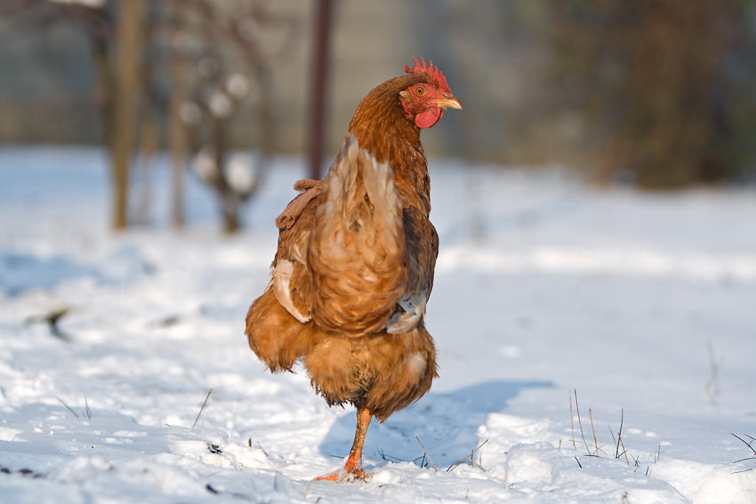 How the Eglu Keeps Your Chickens Warm in Winter - Omlet Blog US