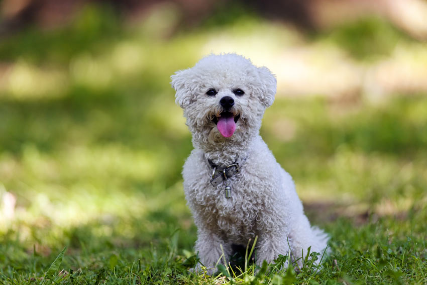 coat dog curly bichon frise dogs hair types omlet guide poodle which