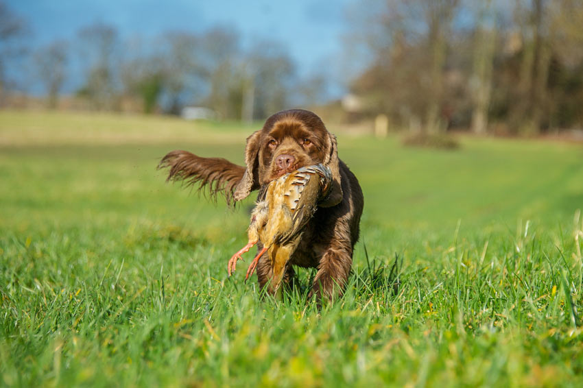 what is the difference between a hound and a gundog