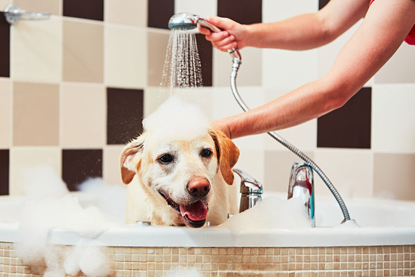 showering with your dog