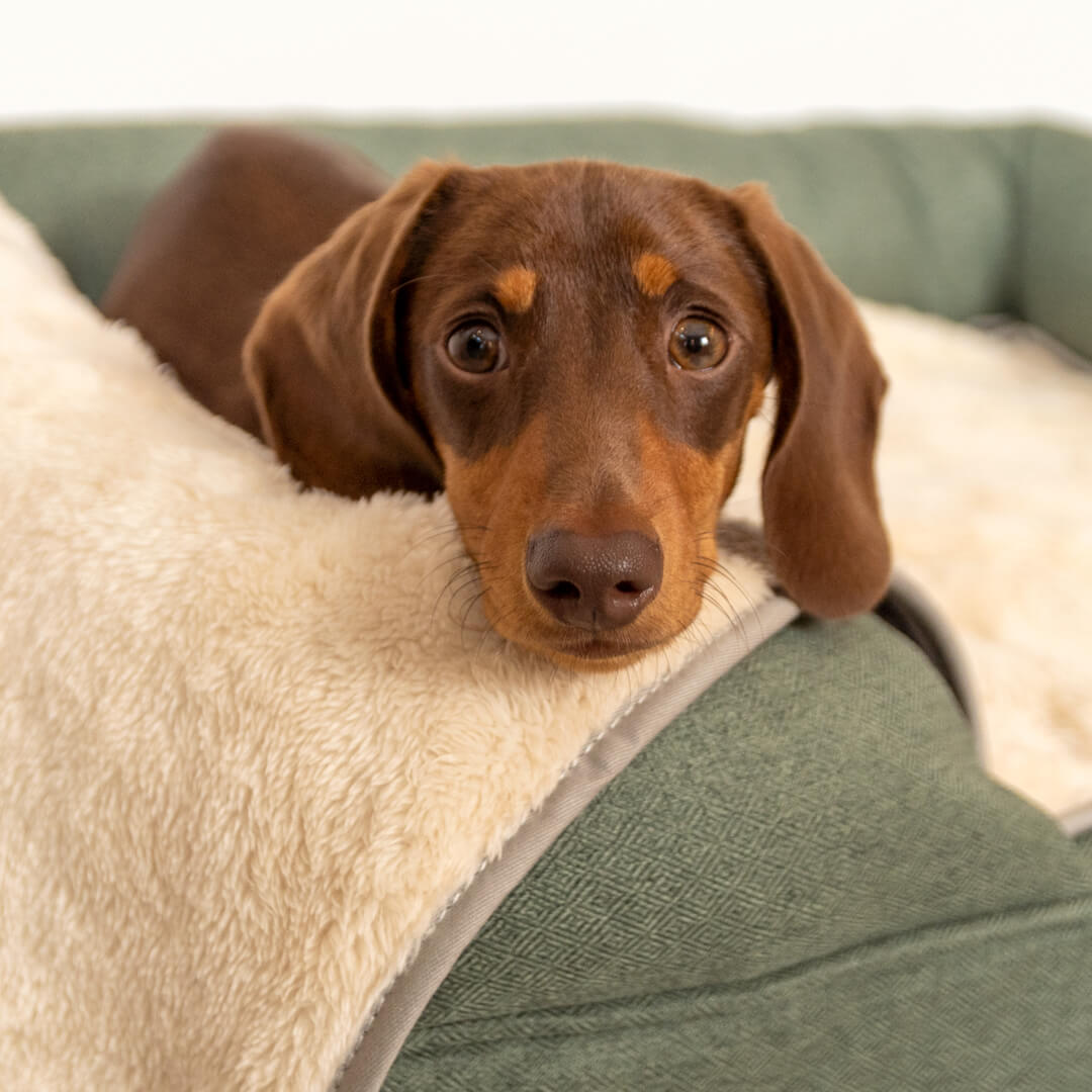 Next dog blanket best sale