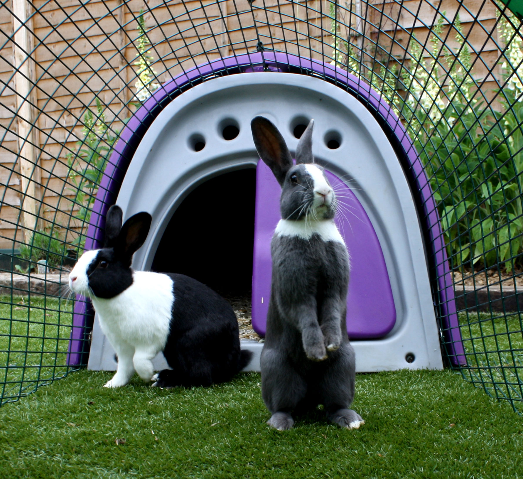 Omelette rabbit hot sale hutch