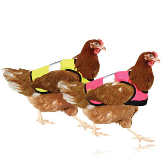 Chicken Keeping Equipment | Omlet