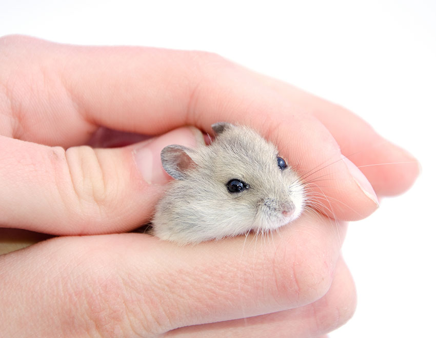 How to Care for a Pet Dwarf Hamster