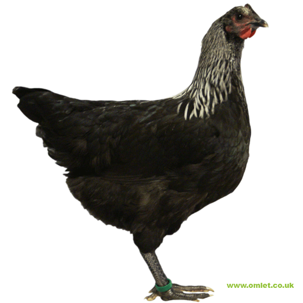 chicken breeds chart. chicken breeds images