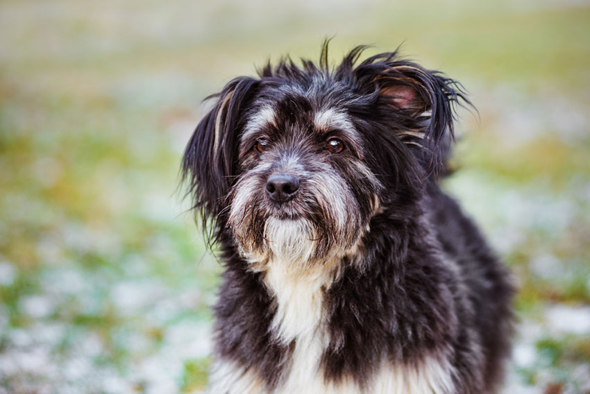 small dog breeds with hair