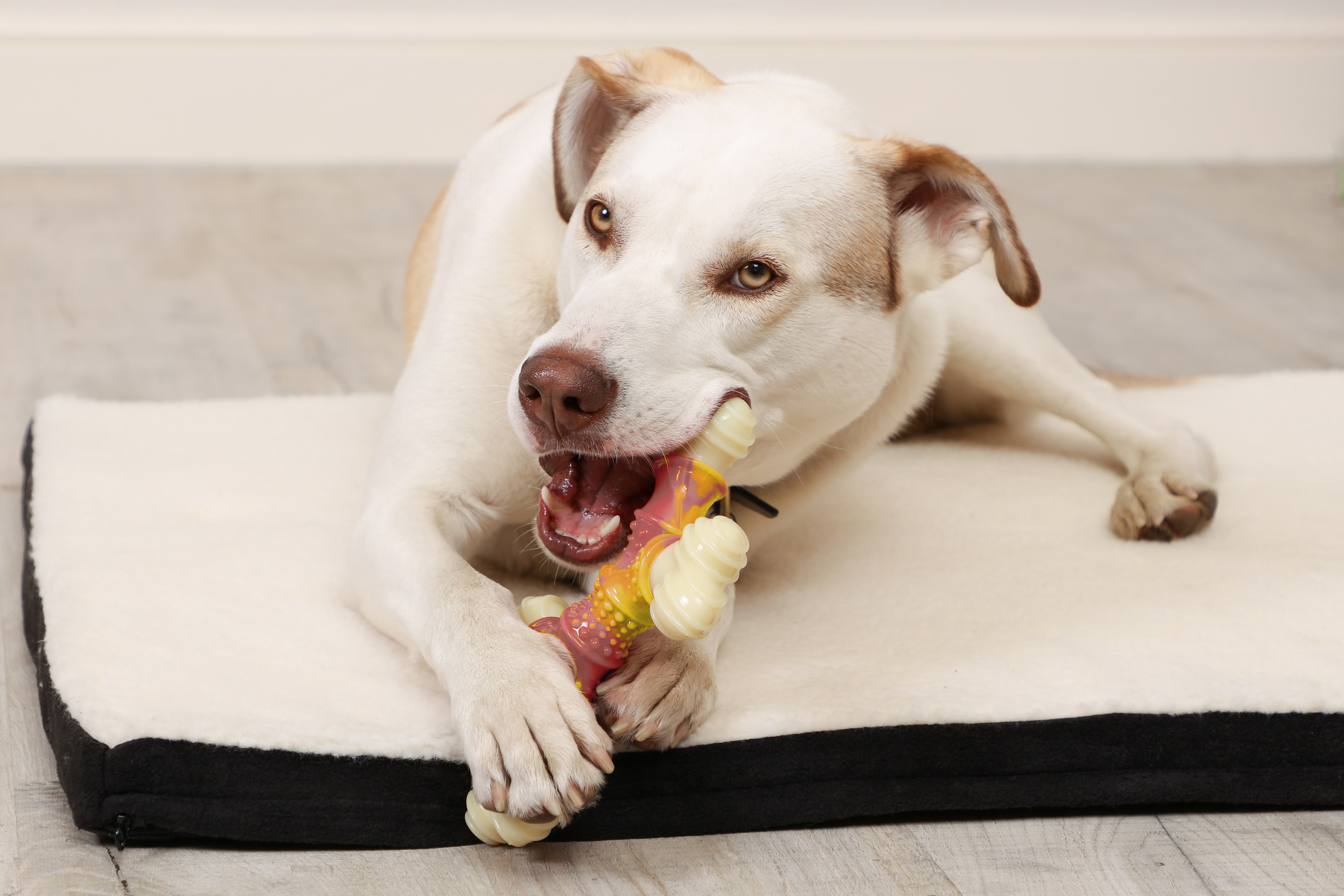 is nylon bones good for dogs