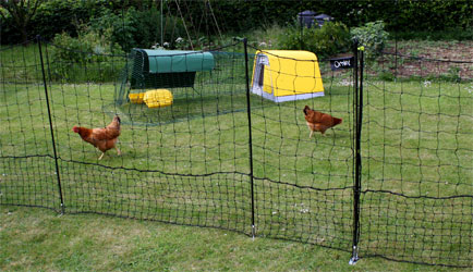 Chicken roaming inside Omlet chicken fencing.