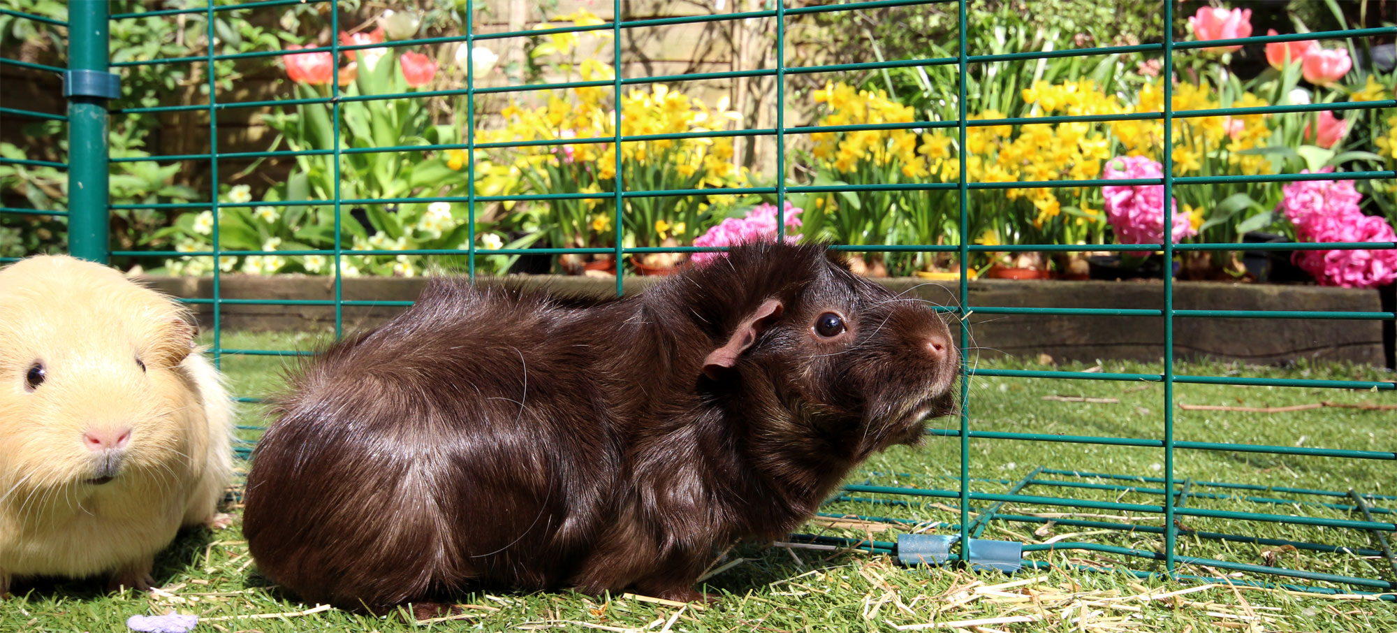 Guinea pig run the range hotsell