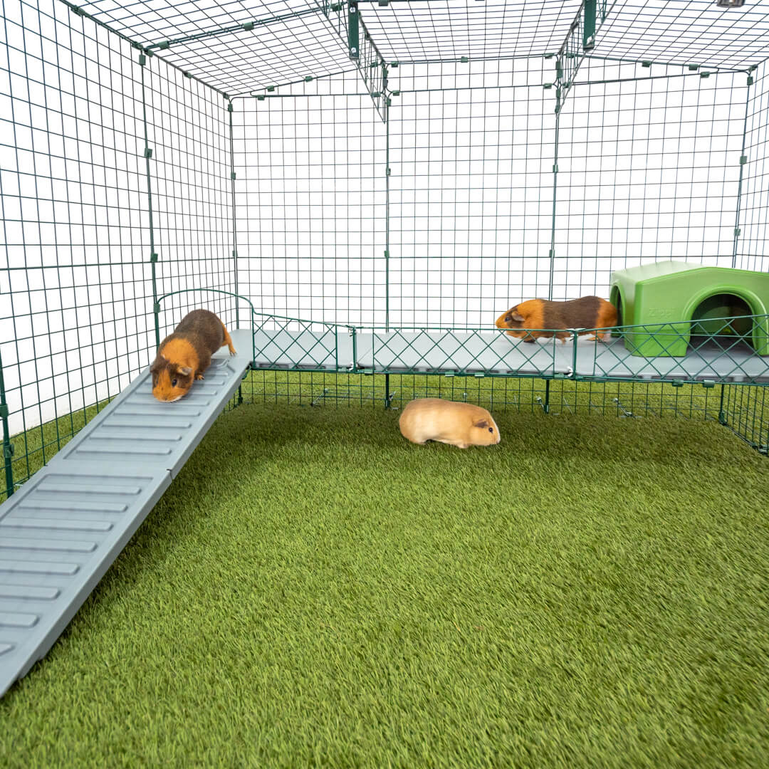 Elevated guinea pig cage hotsell