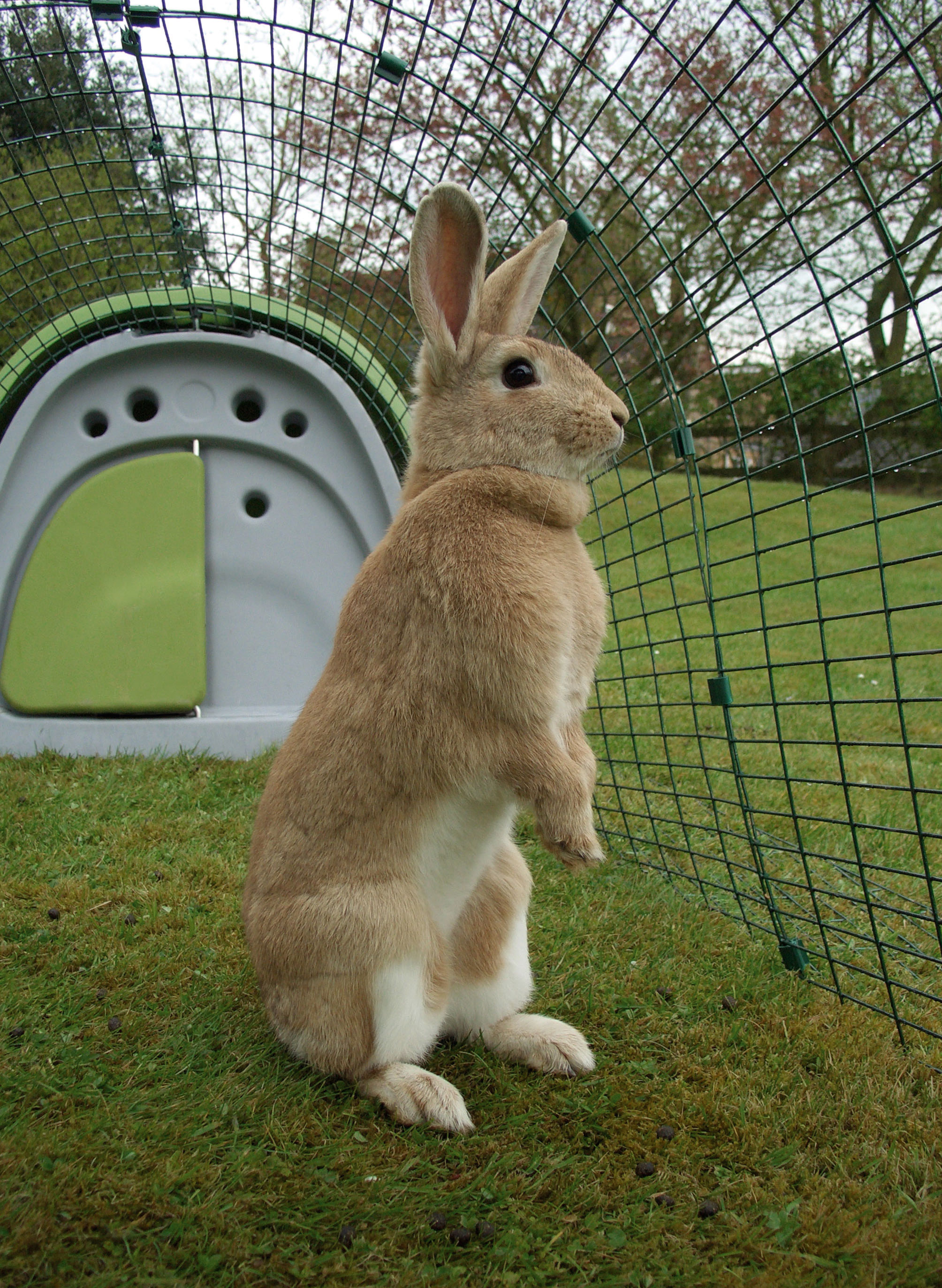 how-much-space-does-a-rabbit-need-rabbit-hutches-rabbits