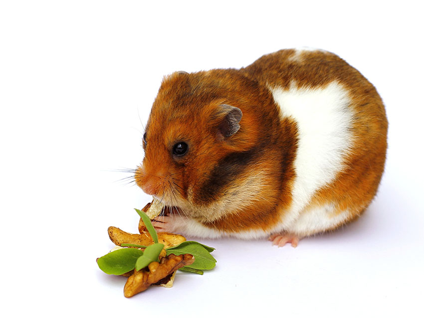 What illnesses do hamsters get, and how can they be treated? - Omlet Blog US