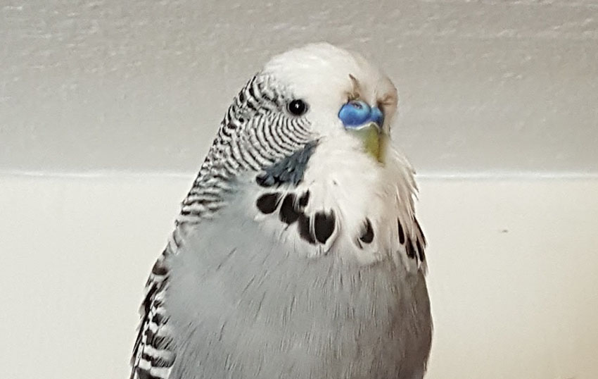 Budgie Feather Problems, Health Problems, Budgies, Guide