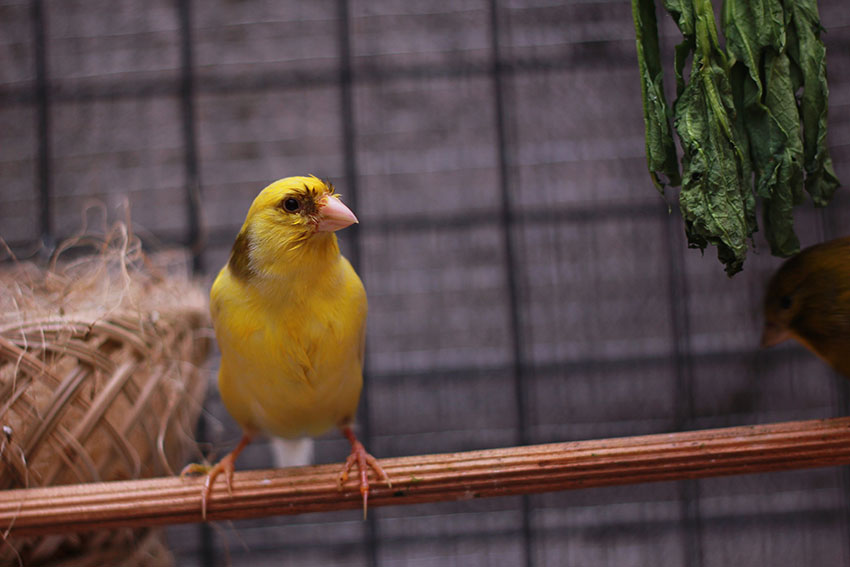 https://www.omlet.co.uk/images/originals/canary-breeding-season.jpg