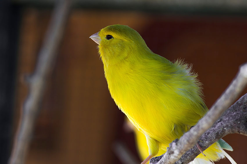 yellow gloster canary