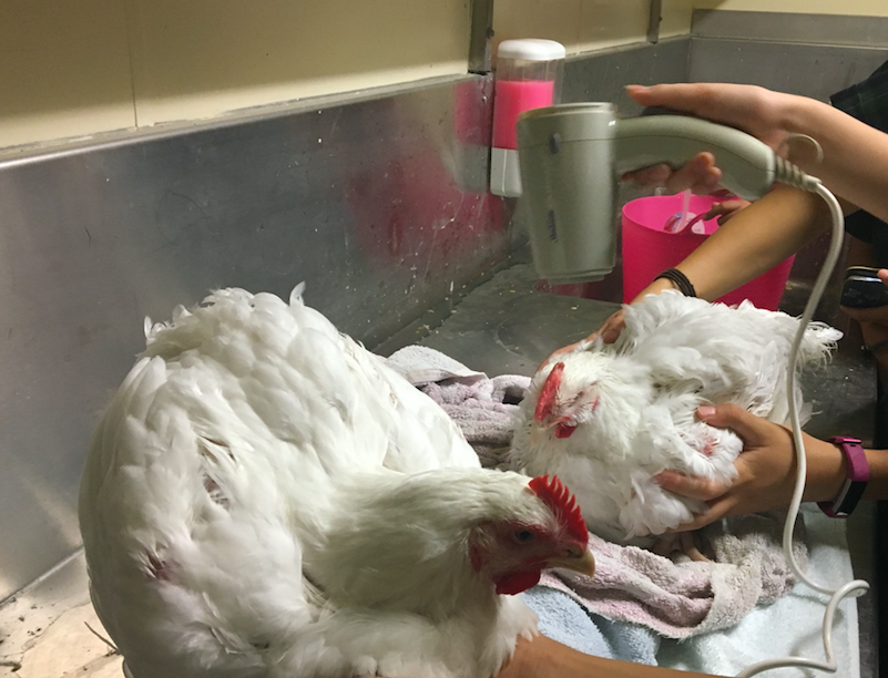 How to Wash and Dry Your Chicken Chicken Care Chickens 