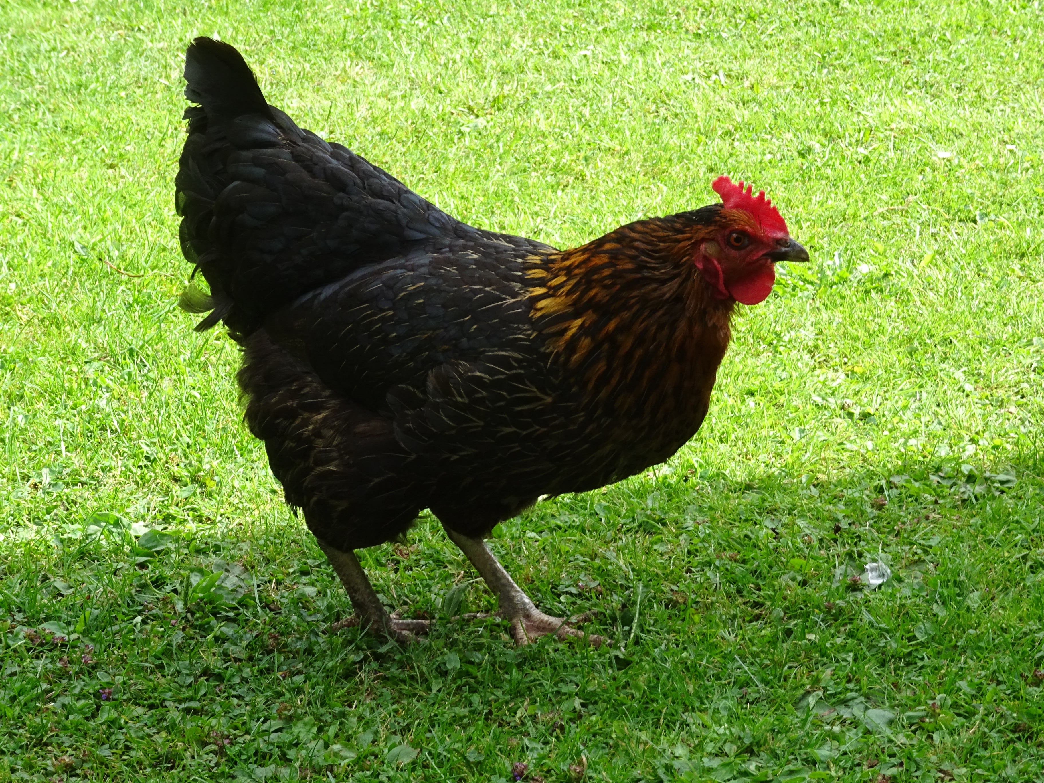 Chickens | Guide | Omlet UK