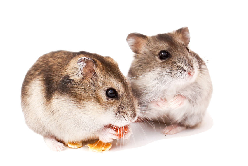 DID YOU KNOW? Hamsters have teeth that continue to grow throughout