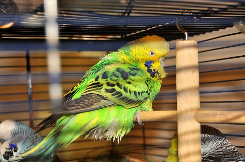 Bird Eye Problems: Signs, Causes and Treatments
