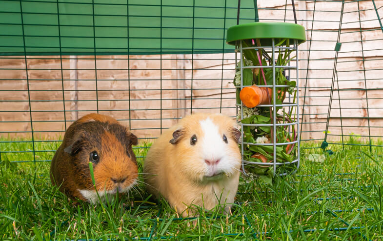 Guinea pig 2024 food bowl