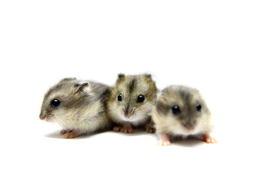 Dwarf Hamster Lifespan - How Long Will Your Dwarf Hamster Live?