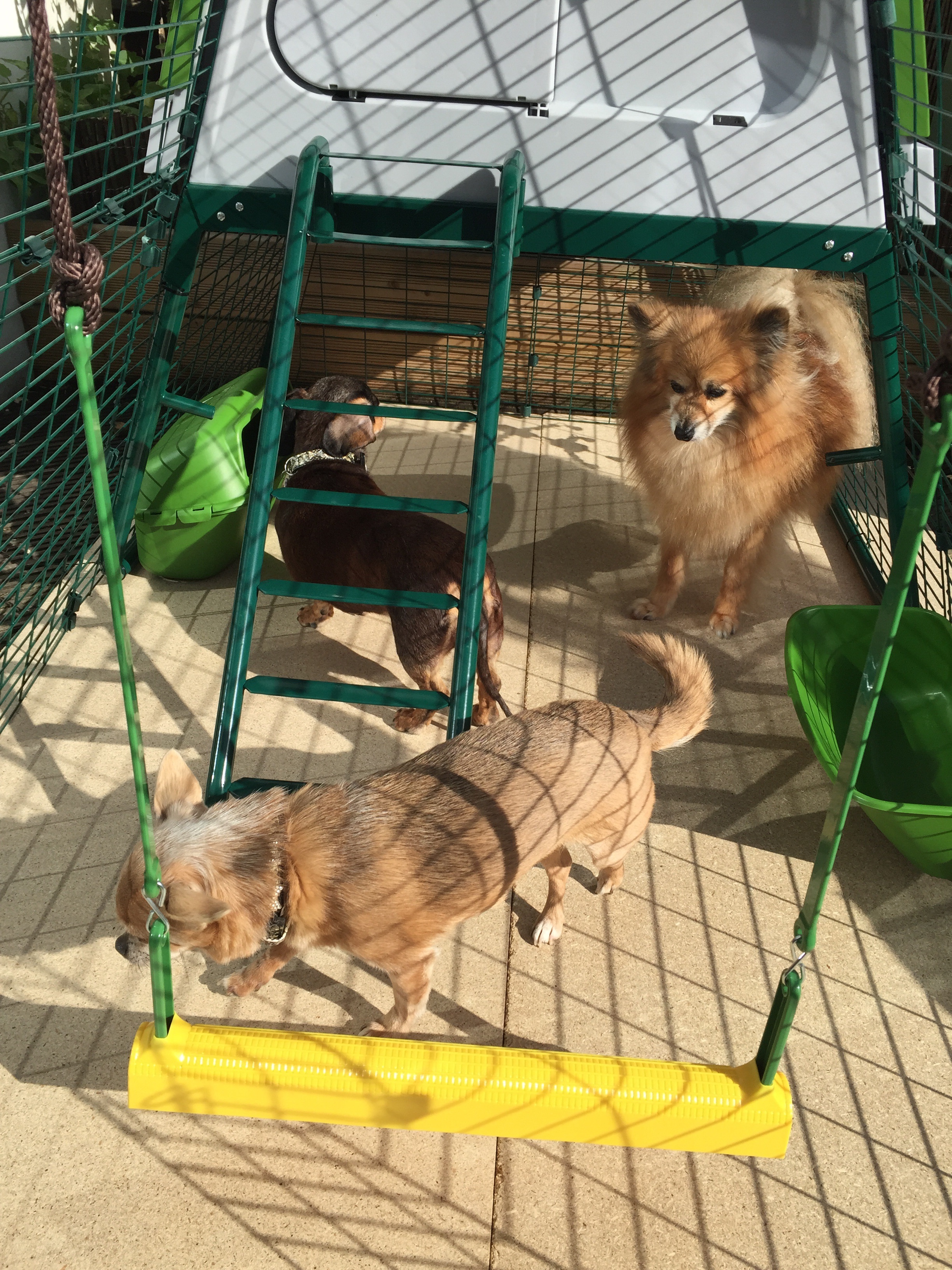 Caption: My dogs seem impressed with our new chicken coop