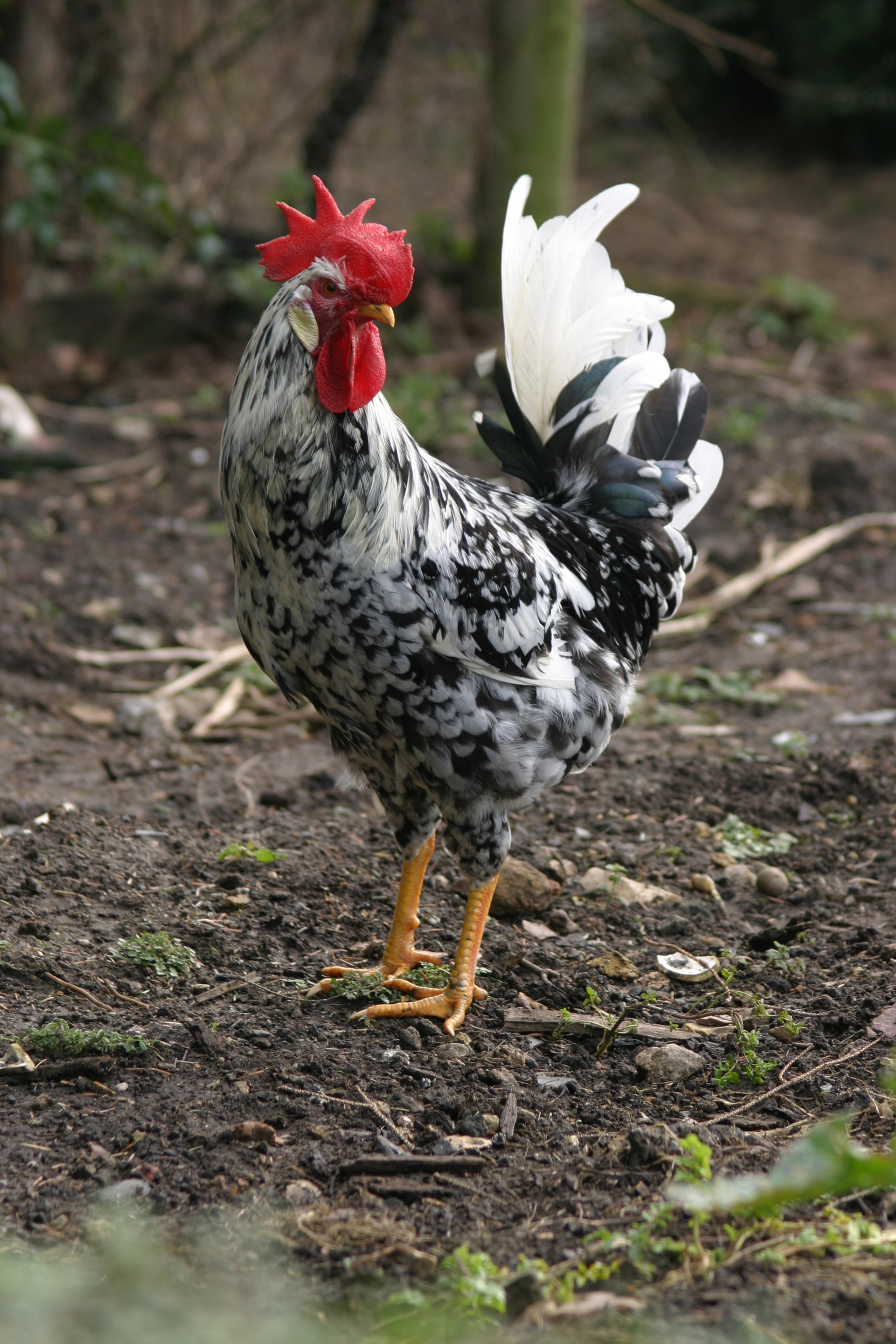 Leghorn For Sale Chickens Breed Information Omlet