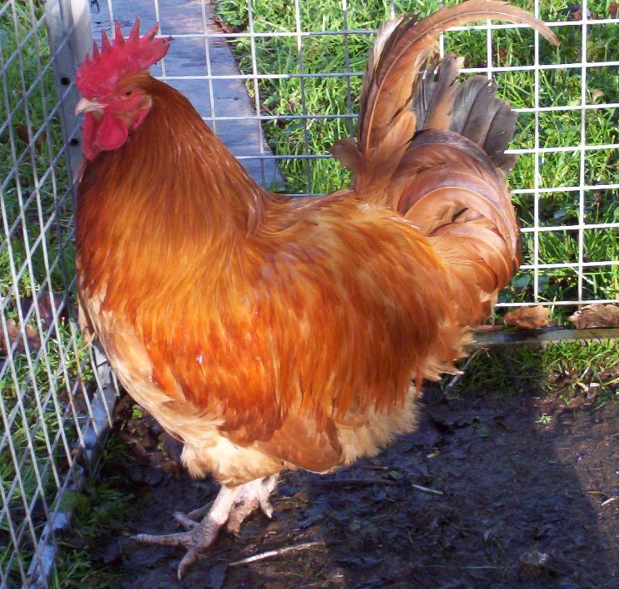 Lincolnshire Buff For Sale Chickens Breed Information Omlet