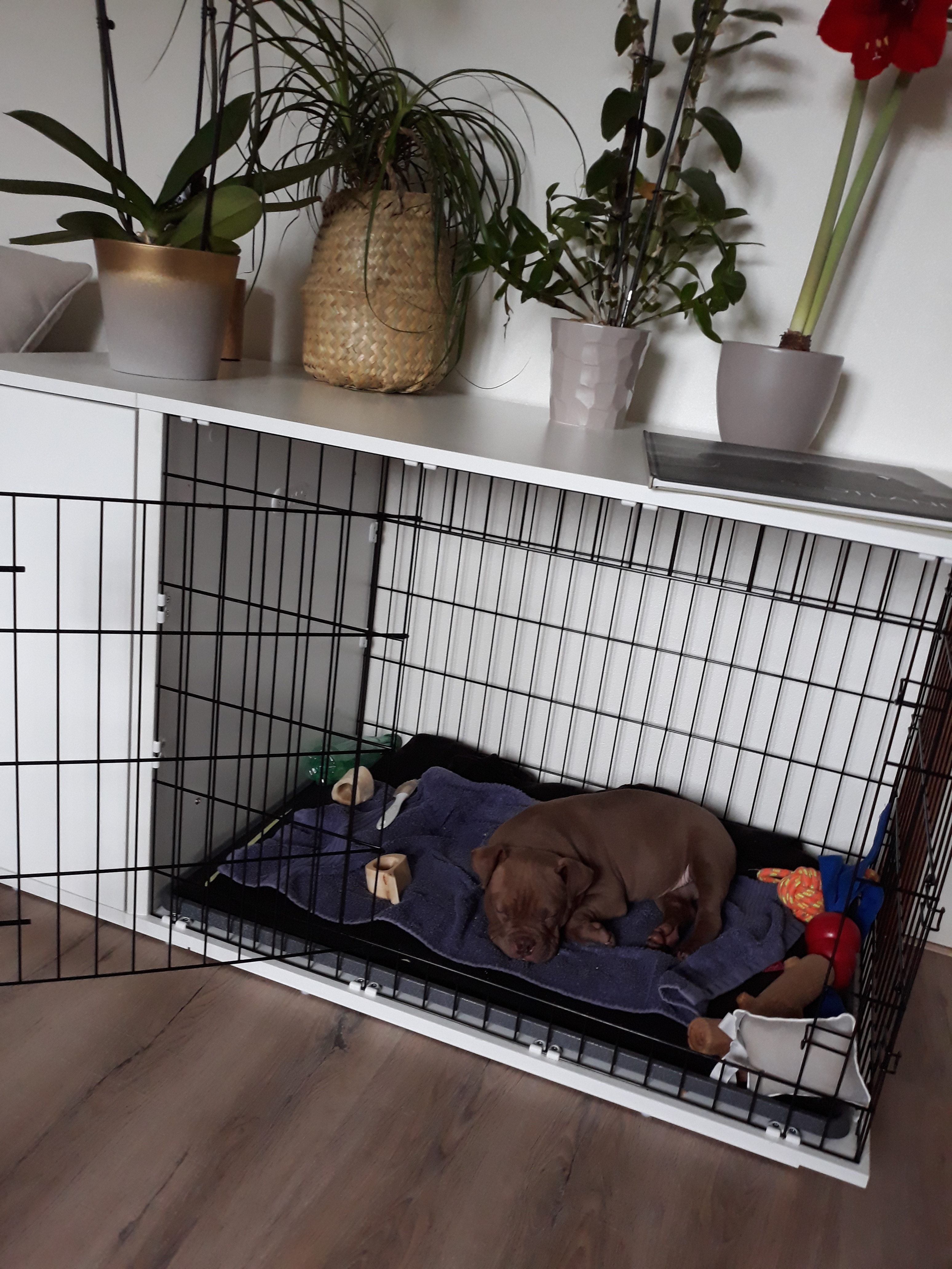 Fido Studio Dog Crate | Dog Crates, Dog Beds, Dog Collars and Leads | Omlet