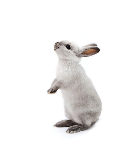 https://www.omlet.co.uk/images/originals/rabbits-exercise.jpg